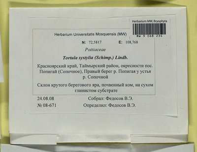 Tortula systylia (Schimp.) Lindb., Moscow University Herbarium