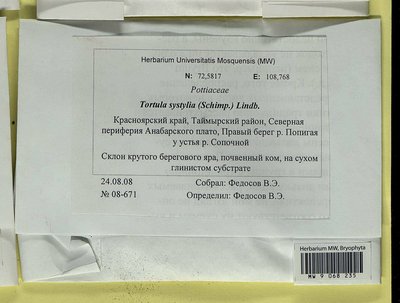 Tortula systylia (Schimp.) Lindb., Moscow University Herbarium