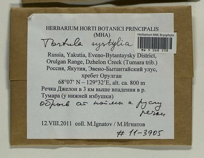 Tortula systylia (Schimp.) Lindb., Moscow University Herbarium