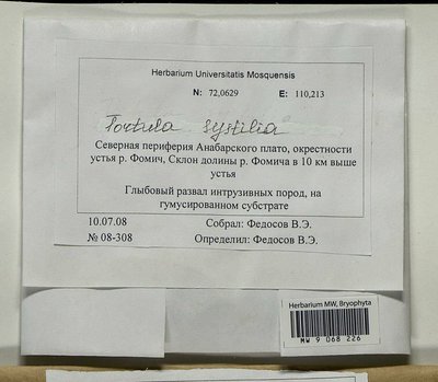 Tortula systylia (Schimp.) Lindb., Moscow University Herbarium