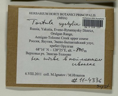 Tortula systylia (Schimp.) Lindb., Moscow University Herbarium