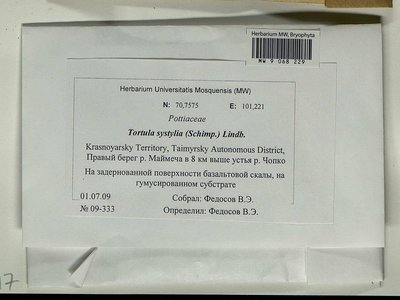 Tortula systylia (Schimp.) Lindb., Moscow University Herbarium