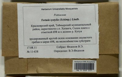Tortula systylia (Schimp.) Lindb., Moscow University Herbarium