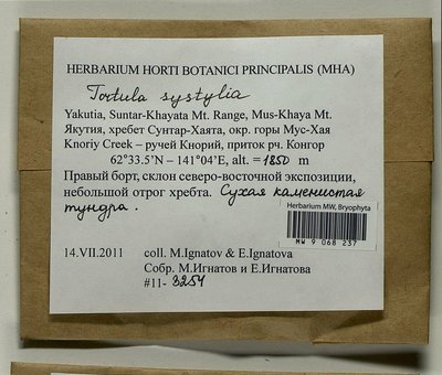 Tortula systylia (Schimp.) Lindb., Moscow University Herbarium