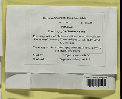 Tortula systylia (Schimp.) Lindb., Moscow University Herbarium
