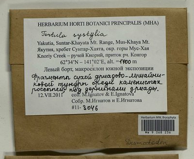 Tortula systylia (Schimp.) Lindb., Moscow University Herbarium