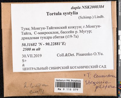 Tortula systylia (Schimp.) Lindb., Moscow University Herbarium