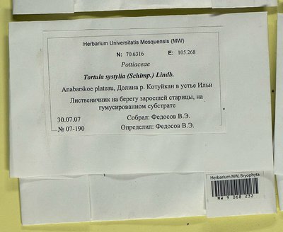 Tortula systylia (Schimp.) Lindb., Moscow University Herbarium