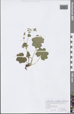 Alchemilla subglobosa C. G. Westerl. (Манжетка почти-шаровидная), Moscow University Herbarium