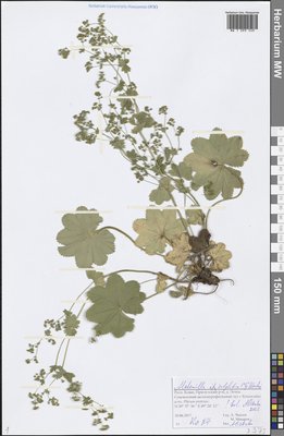 Alchemilla subglobosa C. G. Westerl. (Манжетка почти-шаровидная), Moscow University Herbarium