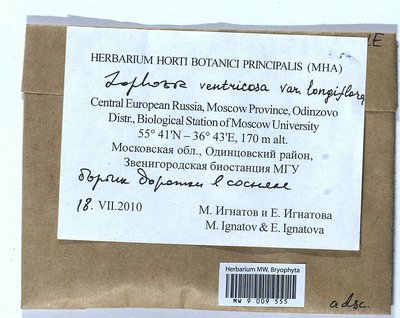Lophozia longiflora (Nees) Schiffn., Moscow University Herbarium