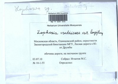 Lophozia longiflora (Nees) Schiffn., Moscow University Herbarium