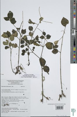 Peperomia arboricola C.DC.