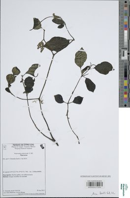 Peperomia arboricola C.DC.