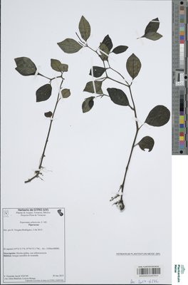 Peperomia arboricola C.DC.