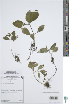 Peperomia arboricola C.DC.