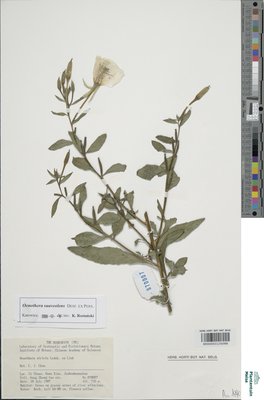 Oenothera suaveolens Pers.