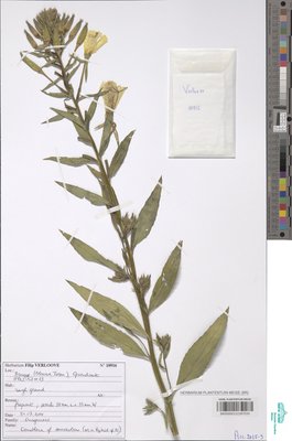 Oenothera suaveolens Pers.
