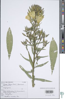 Oenothera suaveolens Pers.