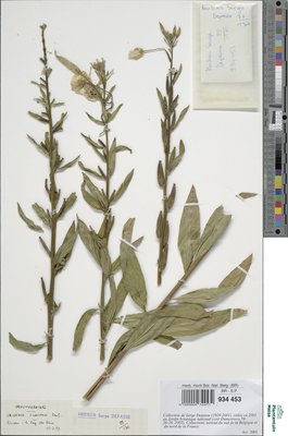 Oenothera suaveolens Pers.