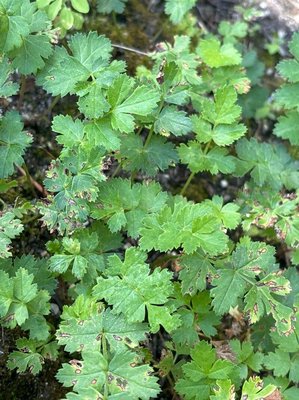 Parapimpinella siifolia (Leresche) Fern.Prieto, Sanna & Arjona: leaf