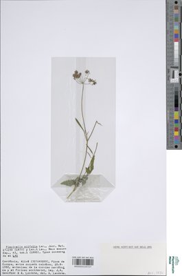 Pimpinella siifolia Leresche