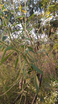 Crotalaria juncea L.: fruit