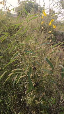 Crotalaria juncea L.: leaf