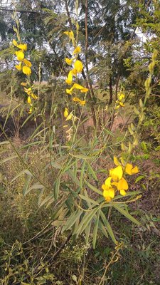 Crotalaria juncea L.: leaf