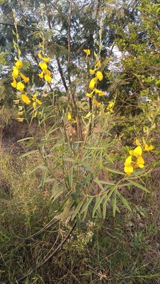 Crotalaria juncea L.: flower
