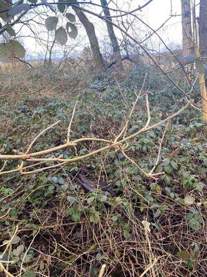 Rubus macrophyllus Weihe & Nees: bark