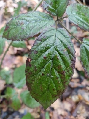 Rubus macrophyllus Weihe & Nees: leaf