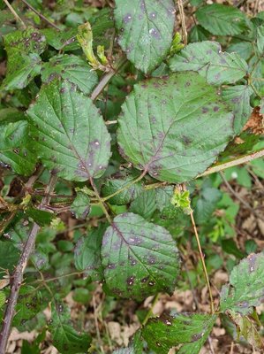 Rubus macrophyllus Weihe & Nees: leaf