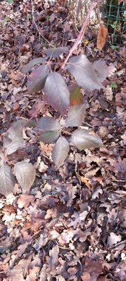 Rubus macrophyllus Weihe & Nees: leaf