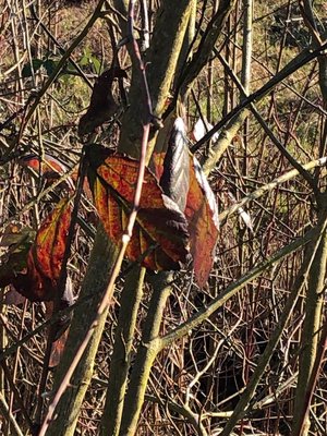 Rubus macrophyllus Weihe & Nees: leaf