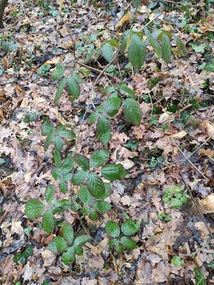 Rubus macrophyllus Weihe & Nees: habit