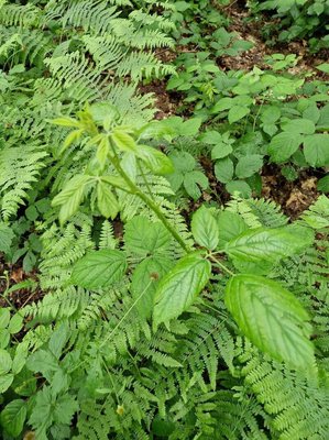 Rubus macrophyllus Weihe & Nees: leaf