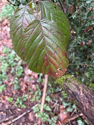 Rubus macrophyllus Weihe & Nees: leaf