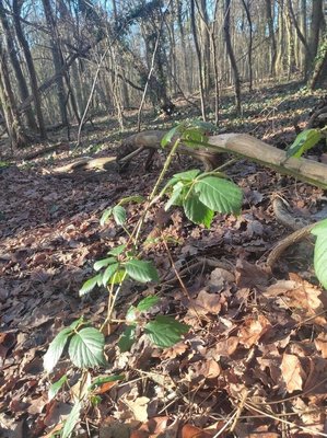 Rubus macrophyllus Weihe & Nees: leaf