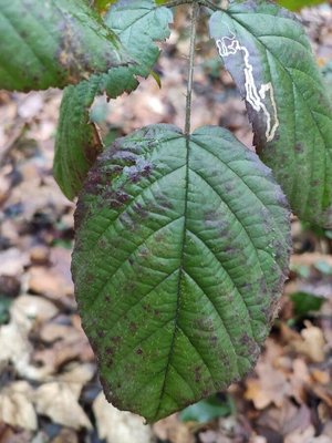 Rubus macrophyllus Weihe & Nees: leaf