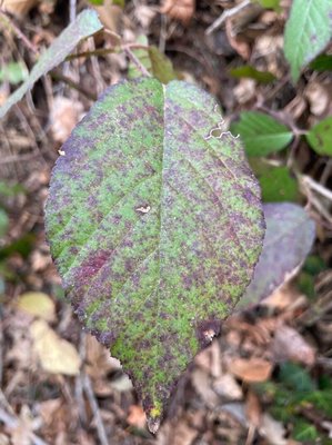 Rubus macrophyllus Weihe & Nees: leaf