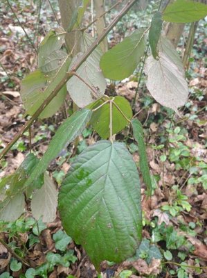 Rubus macrophyllus Weihe & Nees: leaf