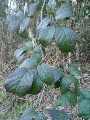 Rubus macrophyllus Weihe & Nees: leaf