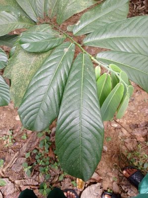 Monodora myristica (Gaertn.) Dunal: leaf