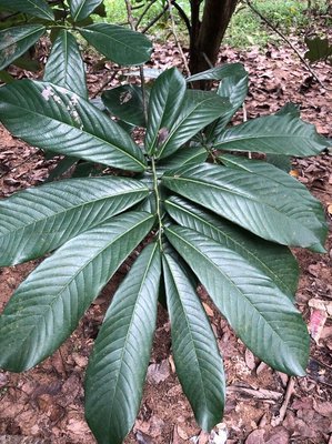 Monodora myristica (Gaertn.) Dunal: leaf