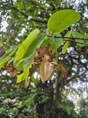 Monodora myristica (Gaertn.) Dunal: flower