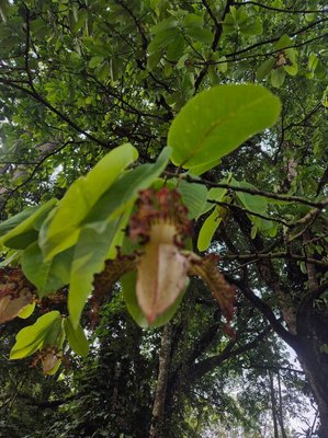 Monodora myristica (Gaertn.) Dunal: leaf