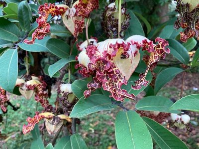 Monodora myristica (Gaertn.) Dunal: flower
