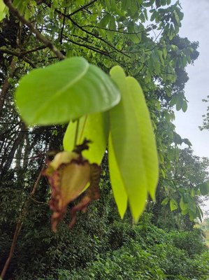 Monodora myristica (Gaertn.) Dunal: leaf
