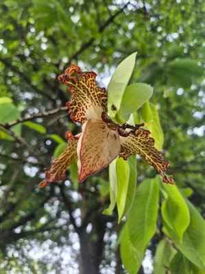 Monodora myristica (Gaertn.) Dunal: flower